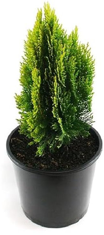Tuya de Canadá - THUJA - Conífera Perenne Natural y Resistente para Jardines