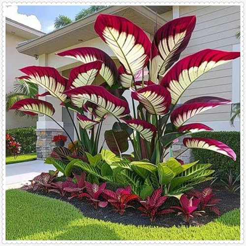 Ein Muss für Ihren deutschen Garten,Winterhartes Elefantenohrenzwiebel, Winterhart Elefantenohr Zwiebeln - Einfach zu pflanzen, wunderschön zu blühen in Deutschland-3 knollen-I