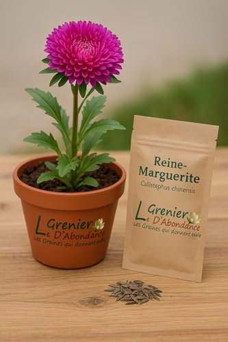 100 graines à semer - Le Grenier d'Abondance - Reine Marguerite American Branching - Callistephus Chinensis American Branching