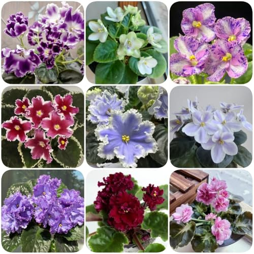 semi di violetta africana - vecchie varietà regali per gli amanti del giardino perenni resistenti e perenni da giardino roccioso resistenti semi biologici d'appartamento 600pcs