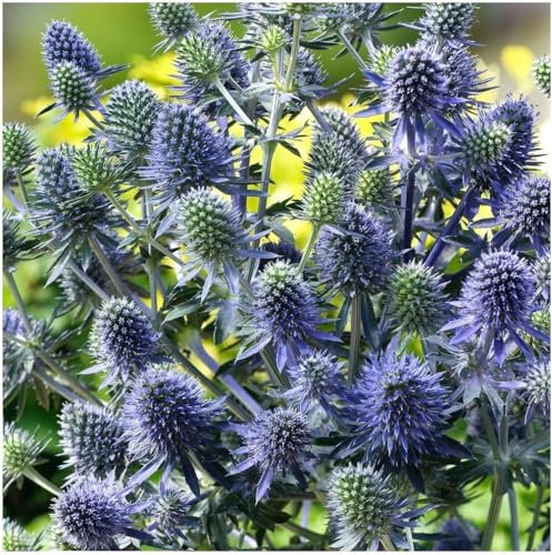 5 x Eryngium planum 'Blue Hobbit' (Stauden/Staude/Mehrjährig/Winterhart) Blaue Edeldistel/Mannstreu - sehr Insekten- und Bienenfreundlich - tolle stahlblaue Färbung - von Stauden Gänge
