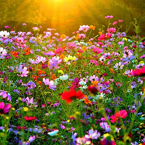 Meadow Wildflower Mix 1g to 10ft Perennial + Freebie + Plant tag