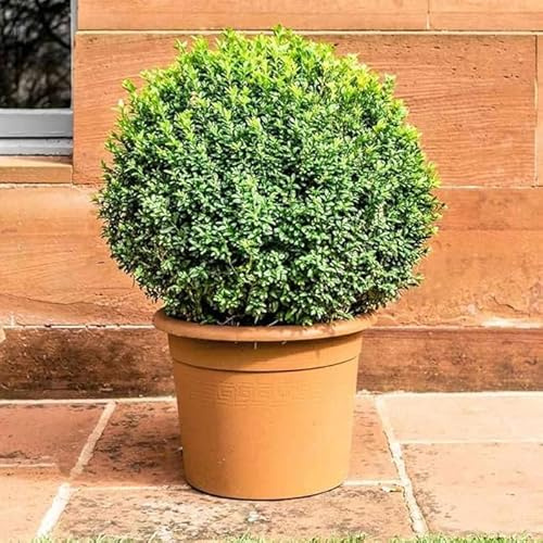 Bosso comune Buxus sempervirens pianta a palla, sfera ø40 in vaso ø37 cm Vivaio di Castelletto