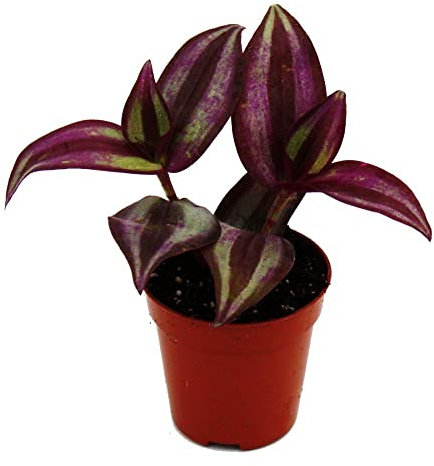 Exotenherz - Mini pianta – Tradescantia Purple – Fiore a tre zampe – Strega d'acqua – Ideale per piccole ciotole e bicchieri – Pianta per bambini in vaso da 5,5 cm