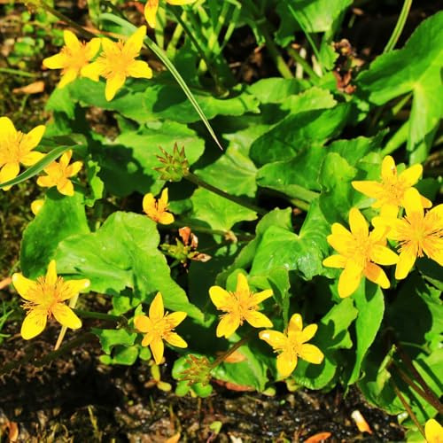 semi di calendula palustre selvatici da balcone Calendula palustre rare, decorazione soggiorno da orto per orto e giardino 100pcs