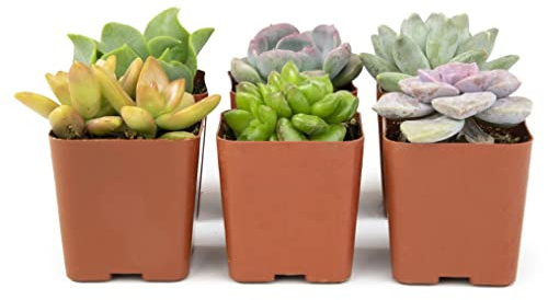 Mix de Seis Unidades de Suculentas Mini Plantas Naturales