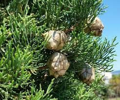 Genipap 100 Grani di Sequoia