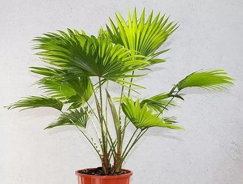 Livistona Rotundifolia, Palma da appartamento, vaso17 H50cm