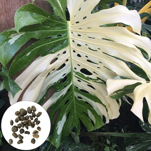 Lot de 100 graines Monstera, adaptées pour les pots et l'extérieur – Idéal pour balcon, terrasse, petit jardin
