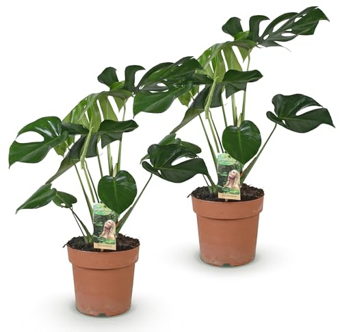 Green boutiQ - Plantes d'intérieur - Monstera Deliciosa - Plante à trous - Peu d'entretien - Vert - 2 Plantes - Pot 17cm - Hauteur 50-55cm