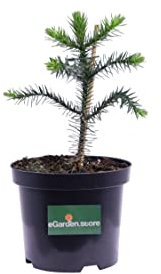 Pianta di Araucaria Araucana pianta da esterno pianta conifera pianta ornamentale di Araucaria Araucana alberello di Araucaria Araucana pianta vera venduta da eGarden.sotre