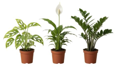 DECOALIVE Pure Home Pack|Monstera Adansonii, Espatifilo y Zamioculcas el Trío Natural que Mejora tu Bienestar Diario