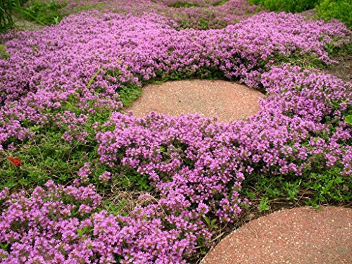 250 Thymus Serpyllum Seeds - Creeping Thyme/Wild Thyme/Breckland Thyme - 250 Seeds