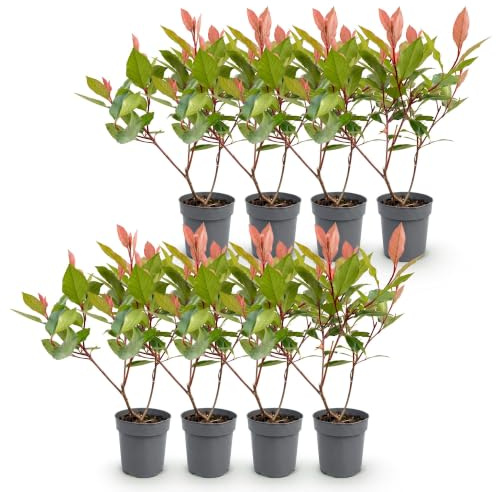 Arbustos de Photinia con Hojas Brillantes, para Setos, Rojo, Pack de 8