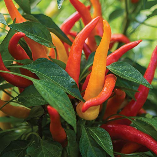 Burpee Sweet Savour Hybrid Sweet Pepper Seeds 25 seeds