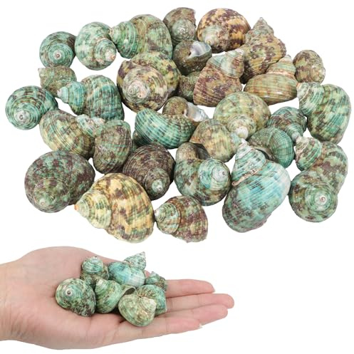 TaoQ C 30 PCS+ Small Conch Shells Natural Sea Shells, 1.5-2 Green Ocean Conch Shells Small Sea Shells for Crafts Wedding Decor Beach Theme Party, Fish Tank and Vase Filler