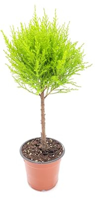 Live Dwarf Lemon Cypress Topiary, Cupressus macrocarpa ‘Goldcrest Wilma,’ Live Indoor Tree, Houseplant, Garden Plant, Fragrant Plant, 4.5-in Pots