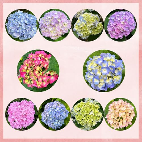 semi resistenti di ortensia, aiuola rialzata da giardino, rampicanti 550pcs