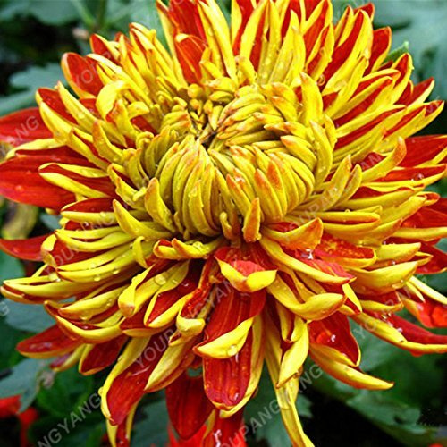 200PCS Regenbogen Crisantemo Samen Bonsai Blumensamen Topfpflanze Staude Blumen Für Hausgarten Pflanzt Freies Verschiffen 10