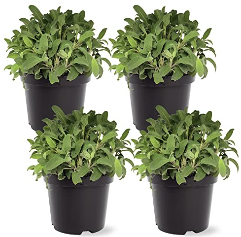Live Aromatic and Edible Herb - Sage (4 Per Pack), Supports Memory and Brain Health, 8 Tall by 4 Wide in 1 Pint Pot