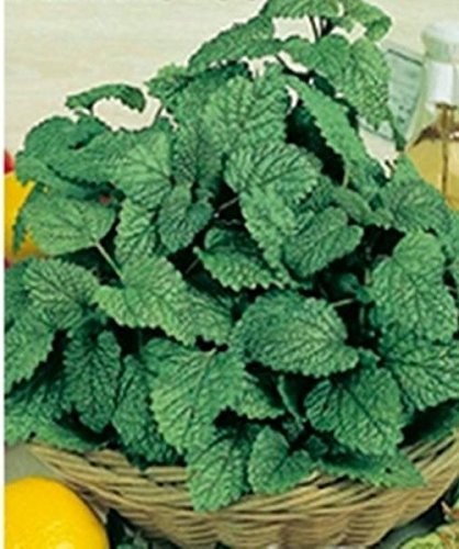 2g / 200 Semi di Melissa