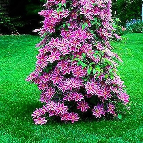 100 Pz Clematide Semi di Vite Rampicante Fiore Pianta Home Office Ornamento Decorazione Semi per Piantare Giardino Rosa