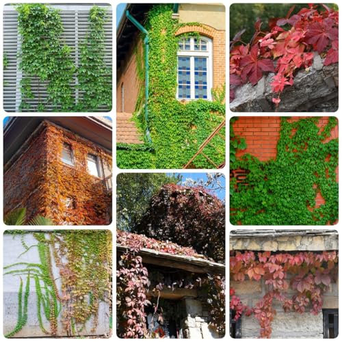 Jungfernrebe wilder wein samen - steingartenpflanzen winterhart wilder wein kletterpflanzen samen, balkonpflanzen winterhart mehrjährig hängepflanzen, zaun deko vines kletterpflanzen 100pcs