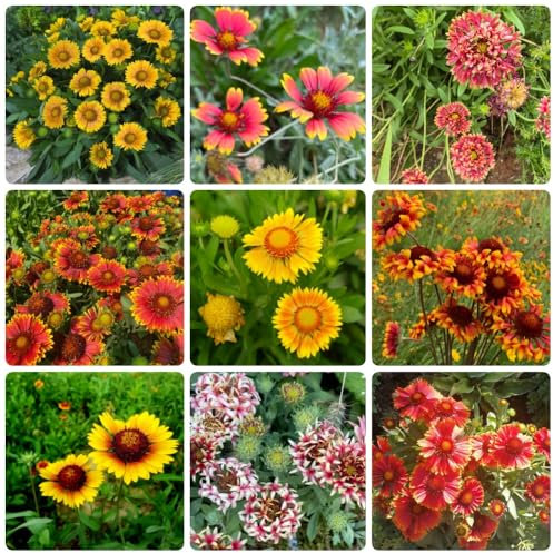 Gaillardia Pflanze Samen, wildblumensamen Kokardenblume Pflanze Samen, bio saatgut kräuterpflanzen pflanzen für sonnige plätze blumensamen garten pflanzen pflanzen für draußen 550pcs
