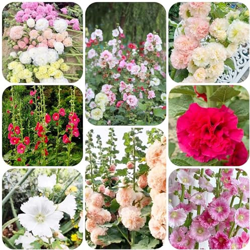 stockrosen pflanzen - samen bodendecker winterhart mehrjährig winterharte kübelpflanzen indoor garten stockrosensamen schattenpflanzen garten pflanzen winterharte gartensamen 250pcs