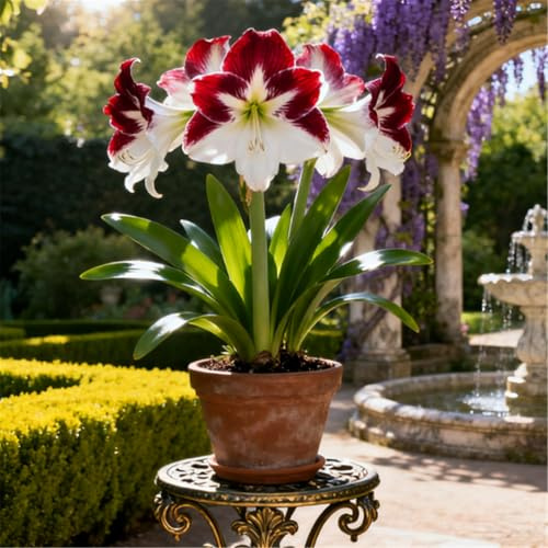 Amaryllis rara/Amaryllis perenne resistente/Bellissima decorazione-1 PCS-D