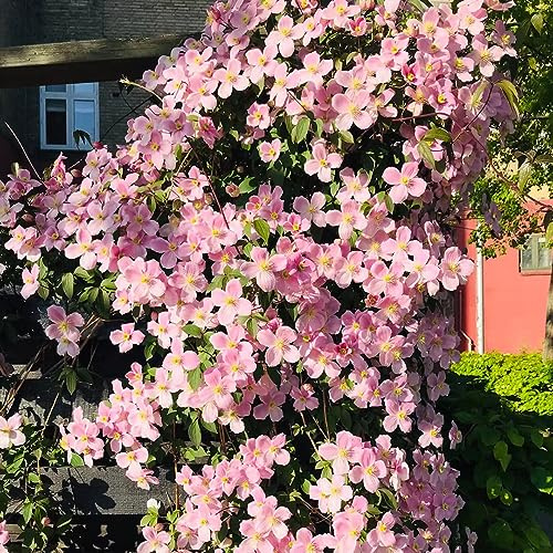 bulbos resistentes de clemátide - interior Decoración de jardín exteriores balcón 2pcs