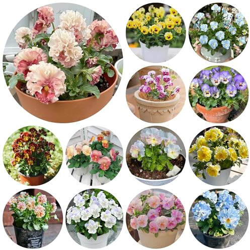 stiefmütterchensamen, topfpflanzen draußen winterhart stiefmütterchen, seltene wohnzimmer deko bodendecker blumendeko 450pcs