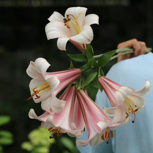6 pezzi giglio cipolle comprare – lilium brownii – balcone fiori bonsai, piante da appartamento, gigli gigli giganti, gigli d'albero, tuberi per, piante resistenti all'inverno, per giardino