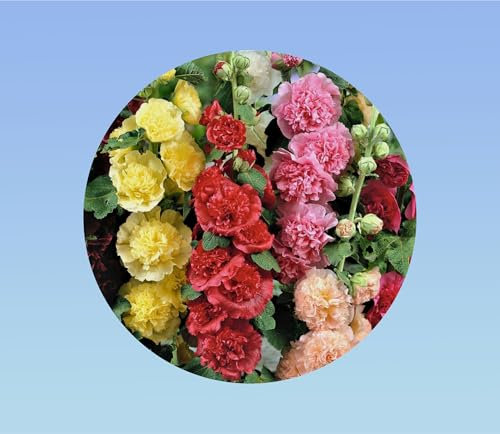 50 graines de Rose Tremiere - mixtes - Alcea rosea - vivace - fleurs double - en mélange - Rose Violet Jaune Blanc trémière