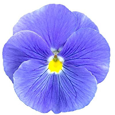 Pansy Plants, 'True Blue', 20 x Full Plant Pack, Winter Bedding Plants, Winter Pansies, Garden Flowers, Flowering, Garden Ready and Ready to Plant, Premium Quality Flowers