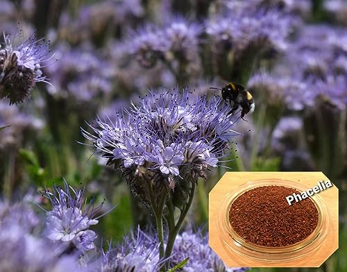 LanDixx Phacelia 10 kg Bienenweide Saatgut Imkerpflanze