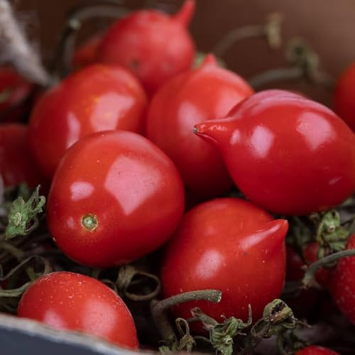 50 semi pomodoro PIENNOLO DEL VESUVIO Solanum lycopersicum - SEMI FRESCHI -