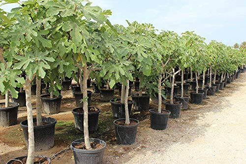 Fico comune Ficus carica in mastello circonferenza tronco 15/20 cm h. 2/2,2 m