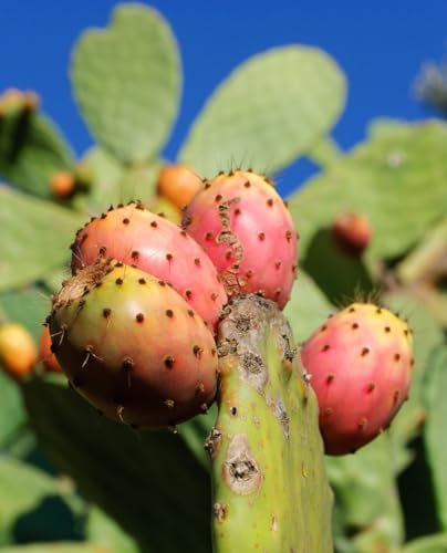 Pianta di FICO D'INDIA ‘Opuntia Ficus-Indica’ - in vaso Ø 18 cm - H. 40/50 cm