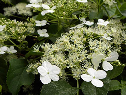 Hortensia Grimpant Var. Petiolaris C 3 Litres