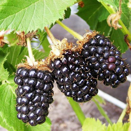 YouGarden BlackBerry 'Karaka Black', Established Plant in 3L Pot, Ready to Plant, Summer to Autumn Fruiting BlackBerry Plant, Large and Juicy Fruit