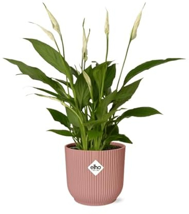 Einblatt – Spathiphyllum Torelli – Friedenslilie – Zimmerpflanze Ø12cm + Ziertopf Vibes Fold 14cm Rosa – luftreinigende Blühpflanze für Innenräume