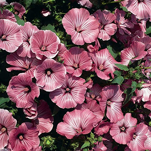 Lavatera 'Silver Cup' Seeds Marrow Hardy Annual Flower Garden Plants Easy to Grow Your Own 1 Packet of 75 Seeds by Thompson and Morgan
