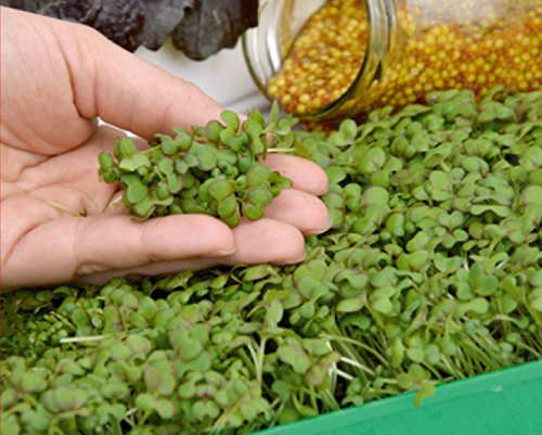 Microgreens - mostaza marrón - hojas jóvenes con un sabor excepcional - semilla