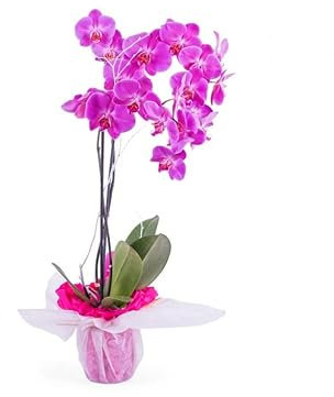 Phalaenopsis Flores Color Morado Planta Natural de Interior Orquídea Morada