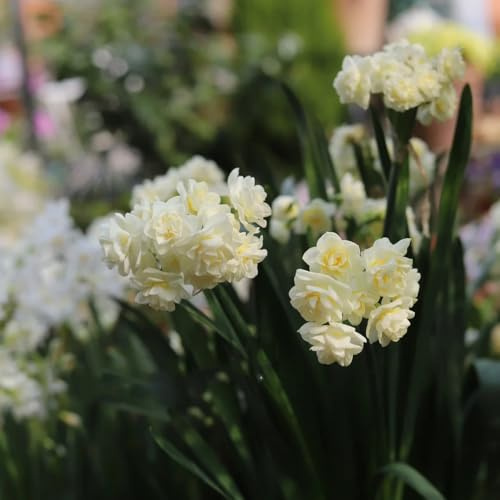 9bulbi da narcisi - rustiche per da giardino e da balcone di narcisi perenni resistenti, aconiti invernali perenni resistenti