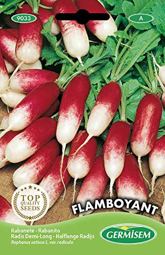 Germisem graines Radis demi-long FLAMBOYANT