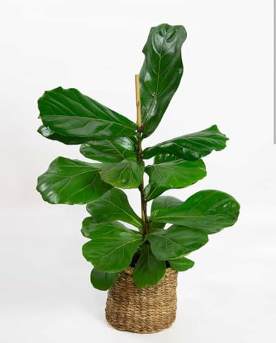 Ficus Lyrata Natural, Ficus Pandurata, Ficus Higuera, Hoja de violín 60CM