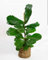 Ficus Lyrata Natural, Ficus Pandurata, Ficus Higuera, Hoja de violín 60CM