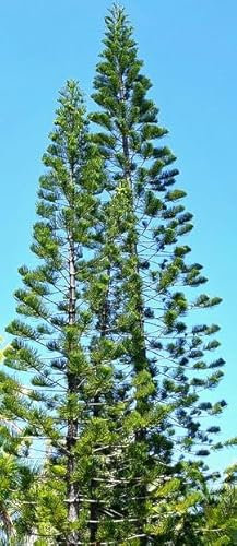 6 Graines d'Araucaria Columnaris, Pin Cook, Arbre Conifère